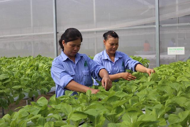 Mô hình trồng rau ứng dụng công nghệ cao tại xã Đa Tốn, huyện Gia Lâm. Ảnh: ITN